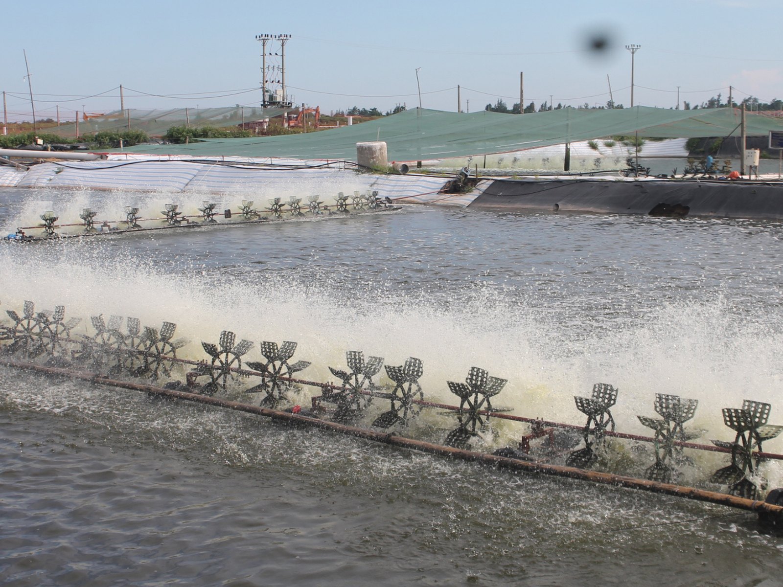 Industrial shrimp pond with paddlewheel aerators and engineered layout