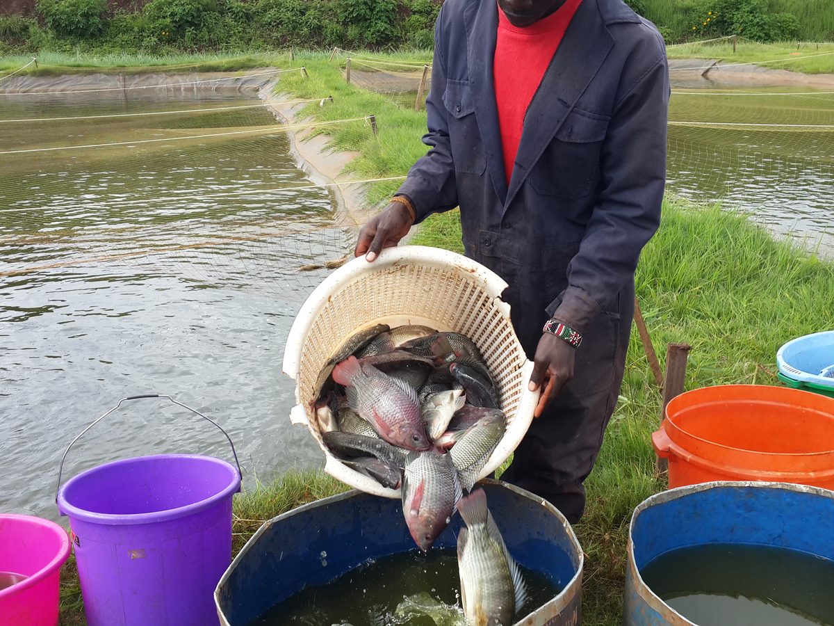 Freshwater fish harvest from aquaculture ponds