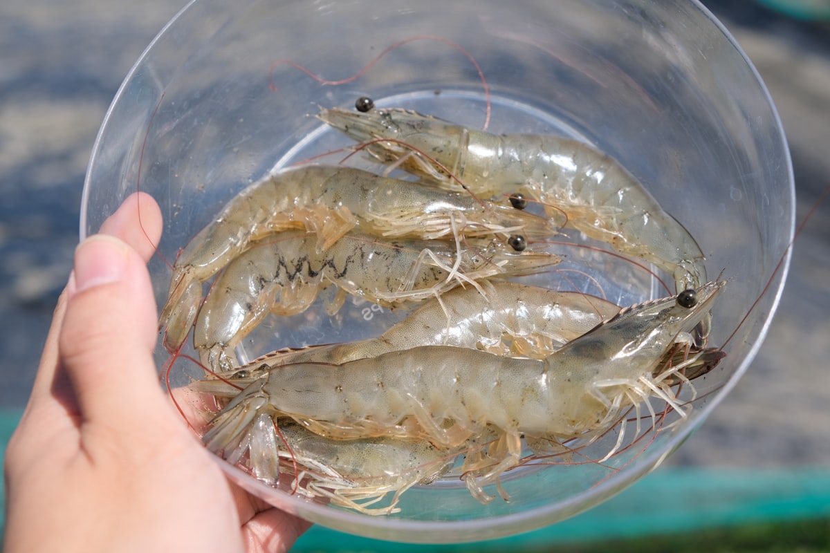 Live white vannamei shrimp (Litopenaeus vannamei) from aquaculture farm